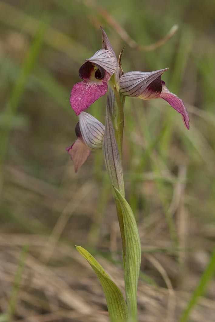 Serapias Lingua